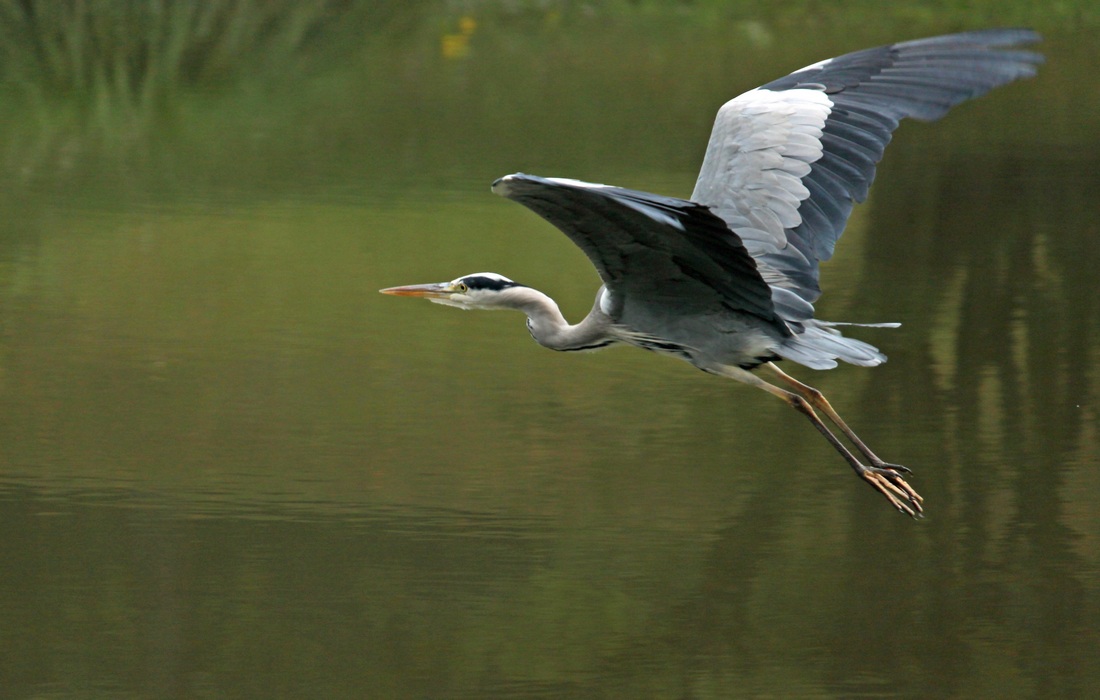 Aquatic bird the Grey heron (Ardea cinerea)